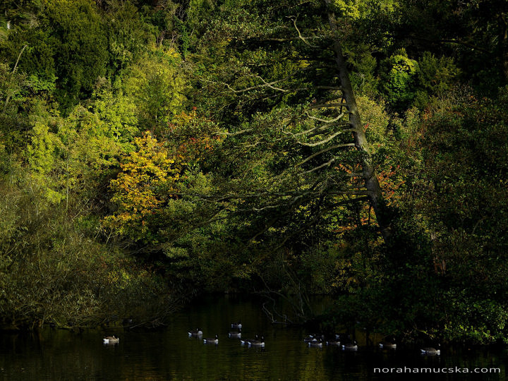 Autumn colours – Maidenhead