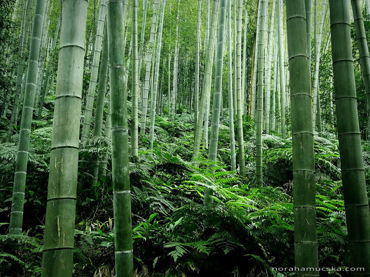 Bamboo Sea