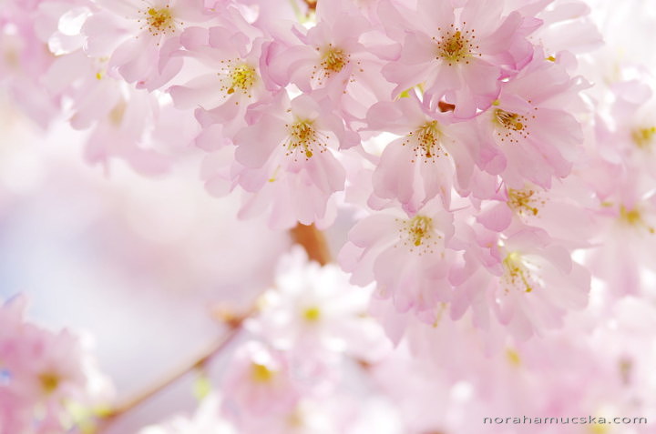 Spring gallery