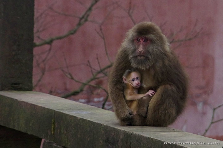 Monkeys of Emei Shan